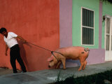 Villager Pulling Pig on Rope  Tlacotalpan  Veracruz-Llave  Mexico