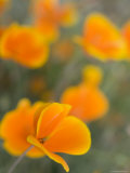 Golden Poppies on Figueroa Mountain  Los Padres National Forest  California