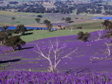 Sheep Grazing Amongst Salvation Jane with New Vineyards in Distance  South Australia