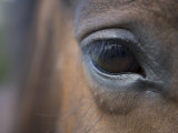 Detail of Horses Face near Lough Ennell  Ireland