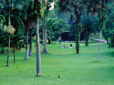Section of Lawn in the 54 Hectare Singapore Botanic Gardens  Singapore