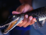 Baby Crocodile at Pormpuraaw Crocodile Farm  Cape York Peninsula  Queensland  Australia