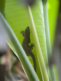 Gecko on Leaf  Cousin Island Special Reserve Near Praslin Island  Cousin Island