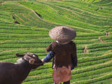 Farmer with Water Buffalo Looking over Terraced Winter Wheat Fields  Yunnan  China