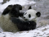 Giant Panda Cub Playing in Snow  Wolong Ziran Baohuqu  Sichuan  China