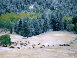 Bison Herd in First Snow  Lamar Valley  Yellowstone National Park  Wyoming