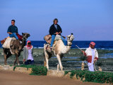 Bedouins Lead Tourists on Camels  Dahab  Egypt