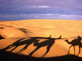 Camel Ride Shadows Across Sahara  Ksar Ghilane  Kebili  Tunisia