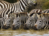 Plains Zebra  Serengeti National Park  Shinyanga  Tanzania
