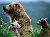 Brown Bear Mother and Spring Cubs  Hallo Bay  Alaska