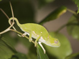 Flap-Necked Chameleon  Zanzibar Town  Zanzibar West  Tanzania