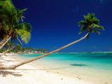 Palm Trees Leaning Towards Sea at Matautu Beach  Matautu  A'Ana  Upolu  Samoa
