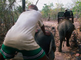 Men Driving Elephants for Ride  Bolaven Plateau  Champasak  Laos