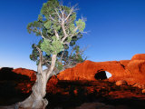 Tree Infront of Turret Arch  Arches National Park