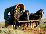 Mormon Man Driving Horse Carriage  Mormon Pioneer Wagon Train to Utah  Near South Pass  Wyoming