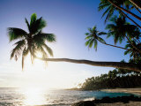 Sun Shining Off Water and through Palm Tree at Return to Paradise Beach  Upolu  Samoa