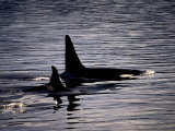 Killer Whales