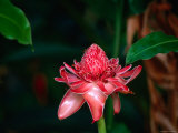 Tropical Flower  Tahiti  the Society Islands  French Polynesia