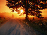 Tree and Road at Sunrise  Cades Cove  Great Smoky Mountains National Park  Tennessee