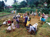 Villagers Harvest Fields of I Made Geria  Ababi  Bali  Indonesia