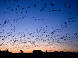 Snow Geese and Cars  Vehicles at Sunrise  Bosque del Apache National Wildlife Reserve  New Mexico