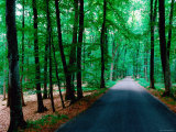 Road through Forest of Fontainbleau  Fontainebleau  Ile-De-France  France