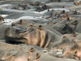 Pod of Hippopotamus  Selous Game Reserve  Pwani  Tanzania