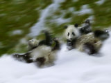 Two Giant Panda Cubs Rolling on Snow  Wolong Ziran Baohuqu  Sichuan  China