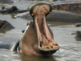 Hippopotamus  Serengeti National Park  Shinyanga  Tanzania