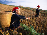 Two Ethnic Red Dao Women in Freshly Harvested Rice Field  Sapa  Lao Cai  Vietnam