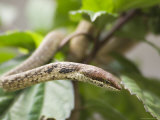 Savanna Vine Snake Or Savanna Twig Snake  Zanzibar Town  Zanzibar West  Tanzania