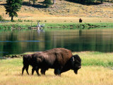 Pair of American Bison Beside Yellowstone River  Hayden Valley  Yellowstone National Park  Wyoming