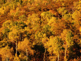 Autumn Foliage on Aspen Trees  Steamboat Springs  Colorado