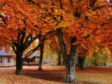 Beech Trees in Autumn at Medevi Brunn  Motala  Ostergotland  Sweden