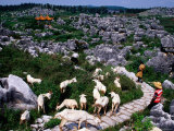 Goats and Goatherds  Stone Forest  Kunming  Yunnan  China