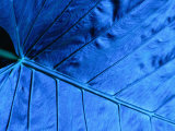 Close Up of Leaf  Welchman Hall Gully