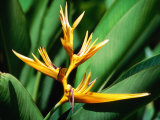 Bird of Paradise Flower  Almond Beach Club  Spa  St James