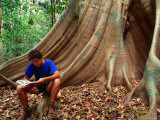 Scientist on a Buttress Root in the Rainforest  Lockhart River Aboriginal Community  Australia
