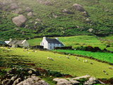 Sheep Grazing Near Farmhouses  Munster  Ireland