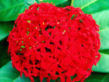 Ixora Flower  Flower Forest Richmond  St Joseph