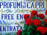 Ceramic Tiles Advertising Entrance to Perfumery  Capri Town  Capri  Campania  Italy