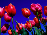 Detail of Tulips at Tesselaar Tulip Farm in Silvan  Melbourne  Australia