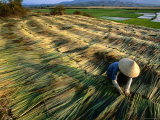 Locally Made Natural Brooms and Dusters in Kon Tum  Central Vietnam