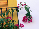Bougainvillea Flower on Balcony  Cordoba  Andalucia  Spain