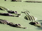 American Alligators  Everglades National Park  Florida