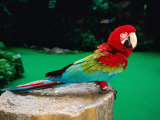 Colourful Parrot at Jurong Bird Park  Singapore