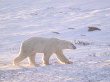Large Male Polar Bear Walking Across Tundra  Wapusk National Park  Churchill  Manitoba  Canada