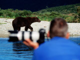 Brown Bear and Photogrpaher along Shelikof Strait  Katmai National Park  Alaska