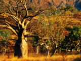 Boab Trees on Victoria Highway  Keep River National Park  Northern Territory  Australia
