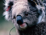 Koala with Transmitter  Phillip Island  Victoria  Australia